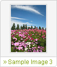 Sample Image 3