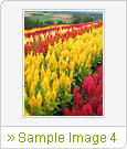 Sample Image 4