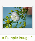 Sample Image 2