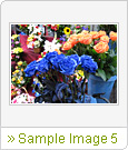 Sample Image 5