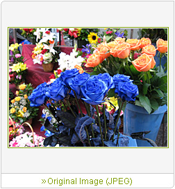 Sample Image 5