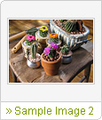 Sample Image 2