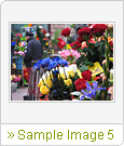 Sample Image 5